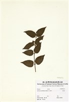 藏品(毛茉莉)的圖片